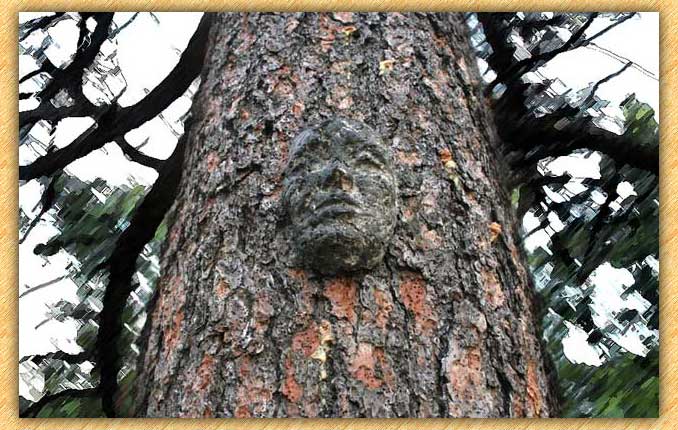 Tree Face