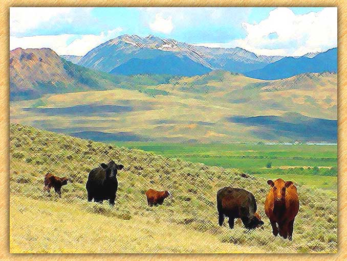 Mountain Cattle