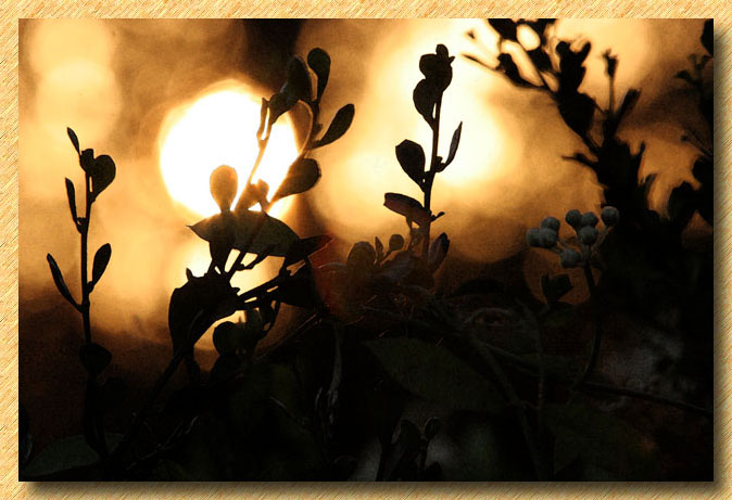 The Everglades, The East!