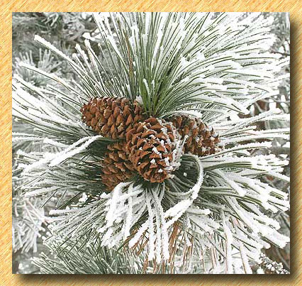 Rocky Mountain Foothills