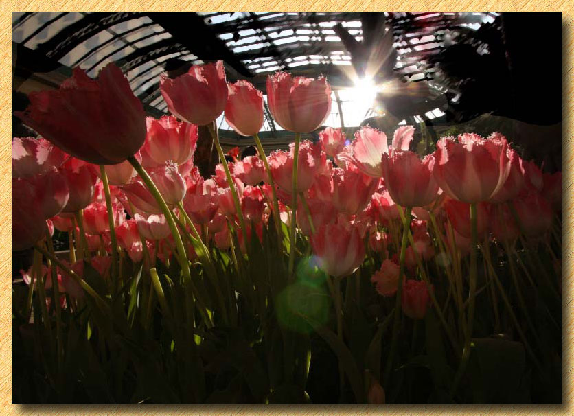 Sunrise at the Bellagio