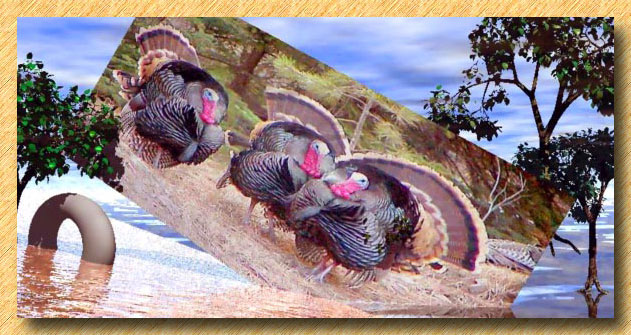 Wild Turkeys